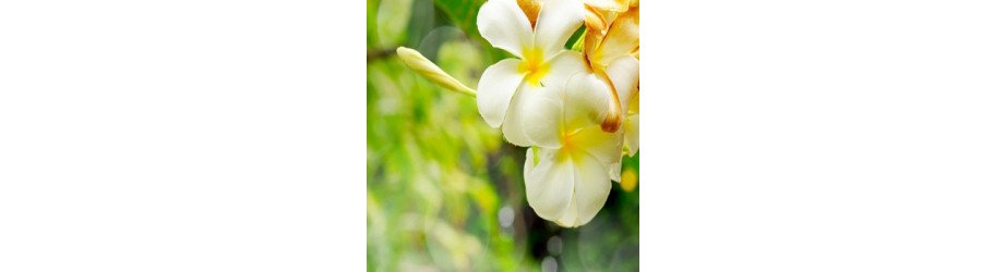 Matériel Esthétique pour professionnel : soins visage et corps | Crissyl